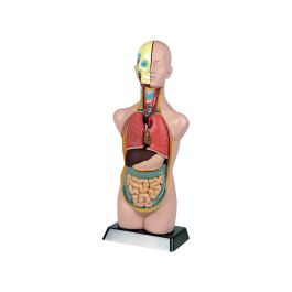 ANATOMIE DU CORPS HUMAIN
