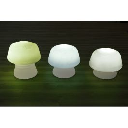 CHAMPIGNONS LUMINEUX