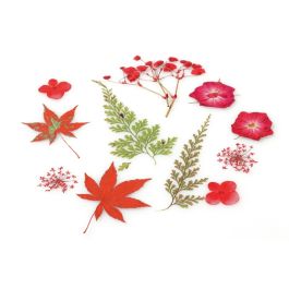 FLEURS SÉCHÉES PRESSÉES