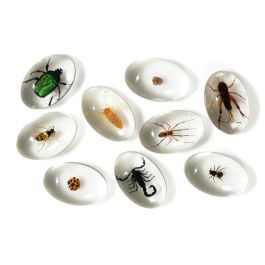 GALETS D'OBSERVATION Insectes