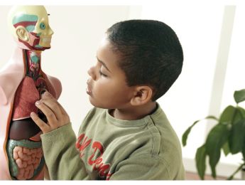 ANATOMIE DU CORPS HUMAIN