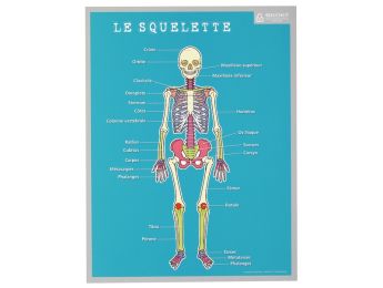 FICHE MÉMO LE CORPS HUMAIN