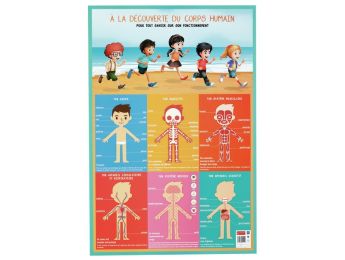POSTER ÉDUCATIF Le corps humain