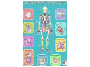POSTER ÉDUCATIF Le squelette humain
