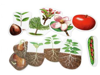PLANT LIFE CYCLE