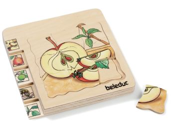 LIFE CYCLE PUZZLE Fruits Apple