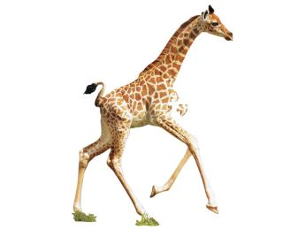 PUZZLE I AM LIL Girafe