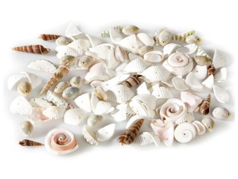 FANTASIE-PAILLETTEN Muscheln
