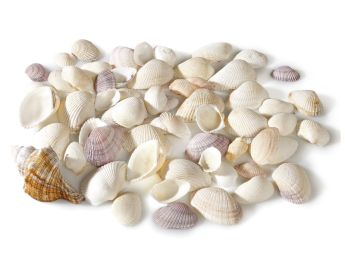 COQUILLAGES ASSORTIS