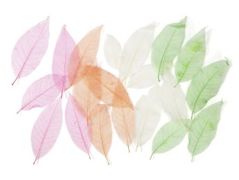 FEUILLES SQUELETTES TRANSLUCIDES
