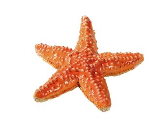 FIGURINE ÉTOILE DE MER