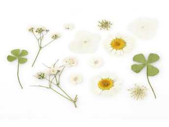 GEPRESSTE GETROCKNETE BLUMEN