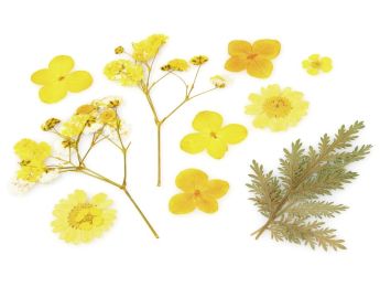 GEPRESSTE GETROCKNETE BLUMEN