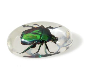 GALETS D'OBSERVATION Insectes