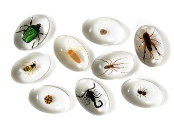 OBSERVATION PEBBLES Insects