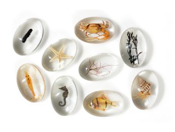 OBSERVATION PEBBLES Ocean