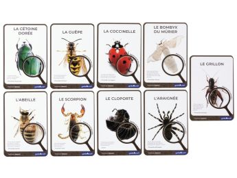 FICHES PÉDAGOGIQUES Insectes