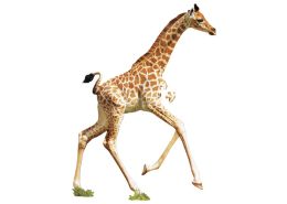 PUZZLE I AM LIL Giraffe