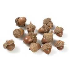 ACORNS