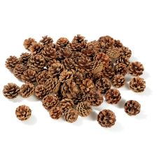 PINE CONES