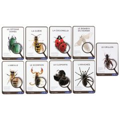 FICHES PÉDAGOGIQUES Insectes