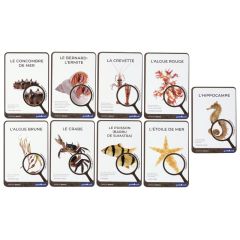 FICHES PÉDAGOGIQUES Océan