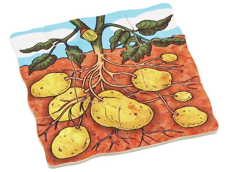 PUZZLES LEBENSZYKLEN Gemüse Kartoffel