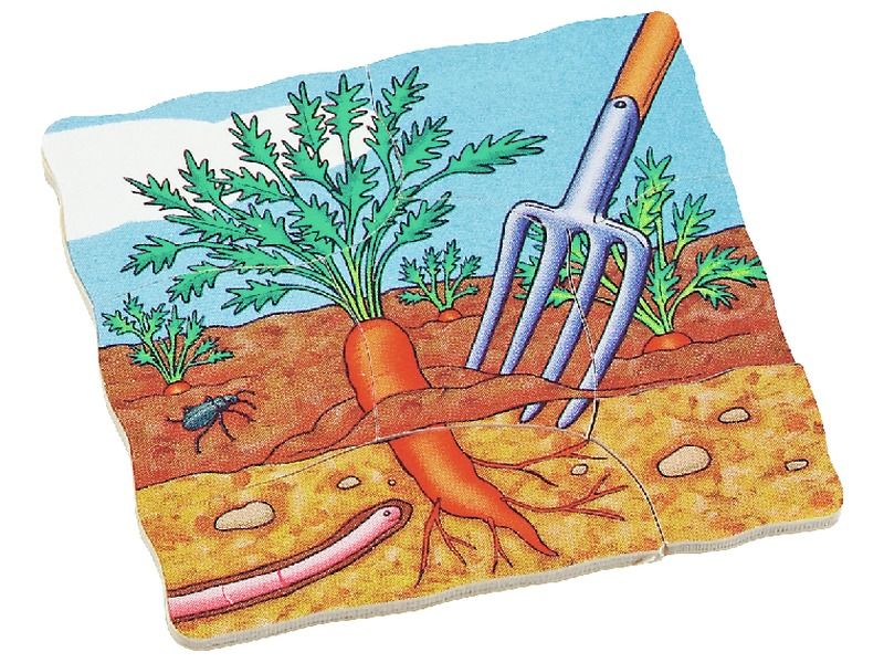 LIFE CYCLE PUZZLES Vegetables Carrot