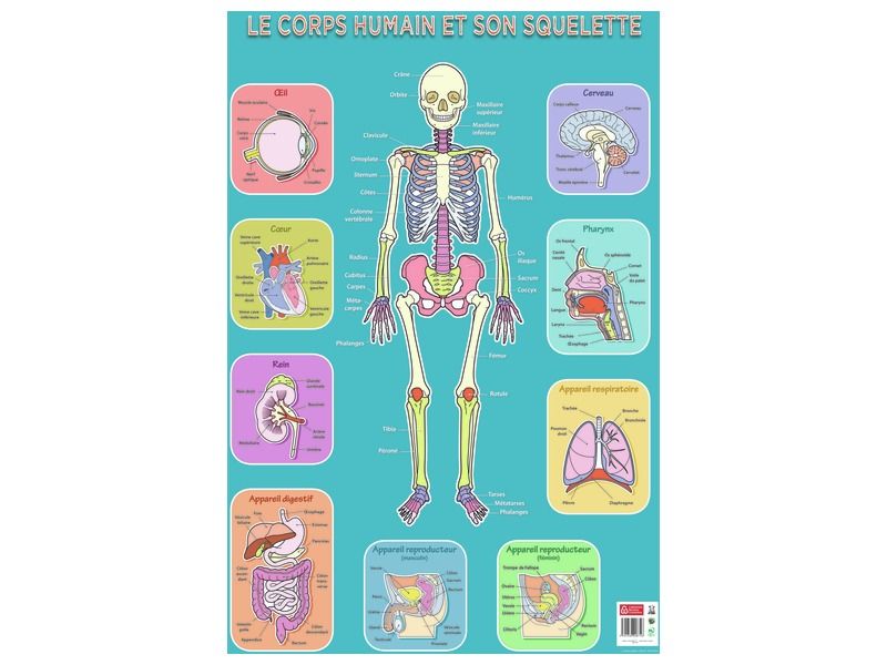 Une Affiche Sur L'anatomie Du Corps Humain.