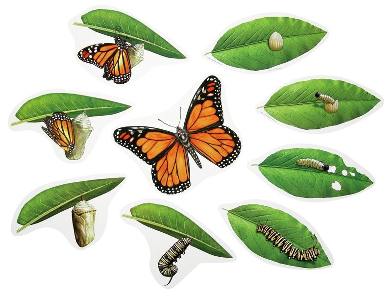 LIFE CYCLE Butterfly