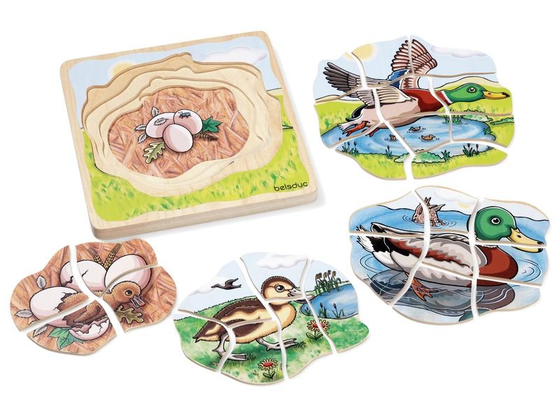 LIFE CYCLE PUZZLE Animals duck