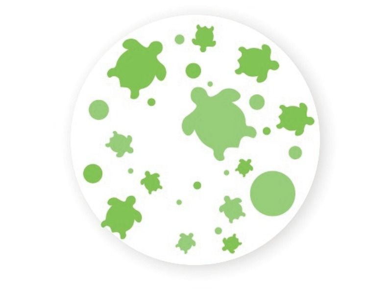 ZINTUIGLIJKE FLESSEN Schildpadden