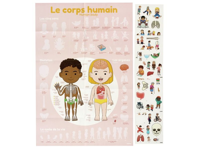 POSTER XXL ET GOMMETTES Le corps humain