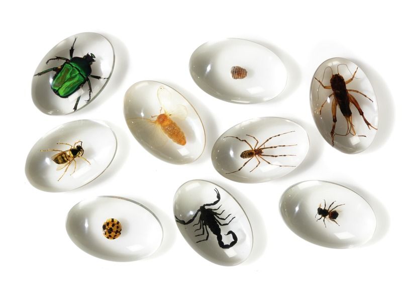 GALETS D'OBSERVATION Insectes
