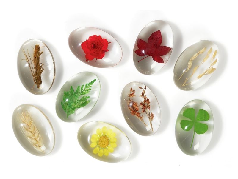 OBSERVATION PEBBLES Plants