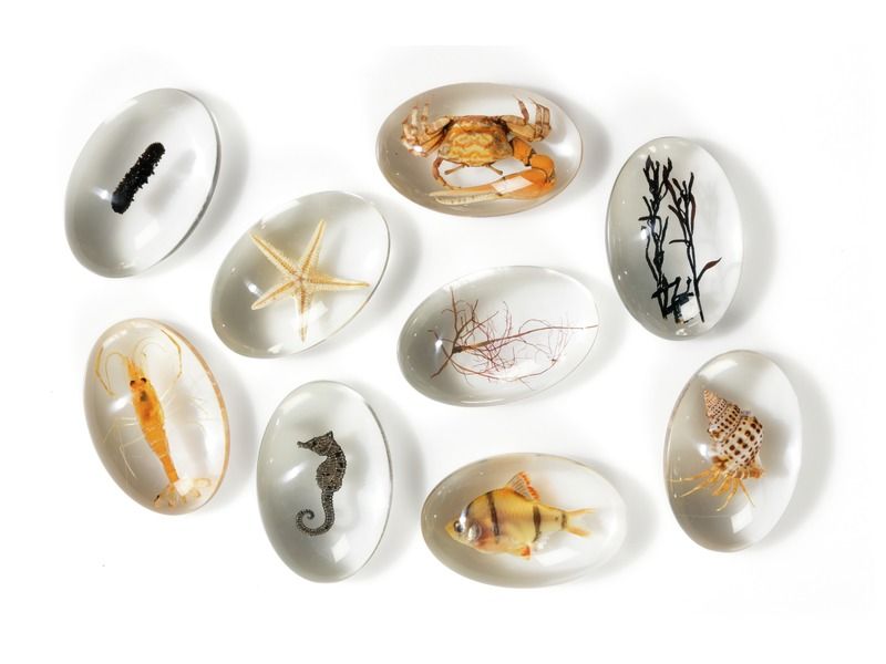 OBSERVATION PEBBLES Ocean