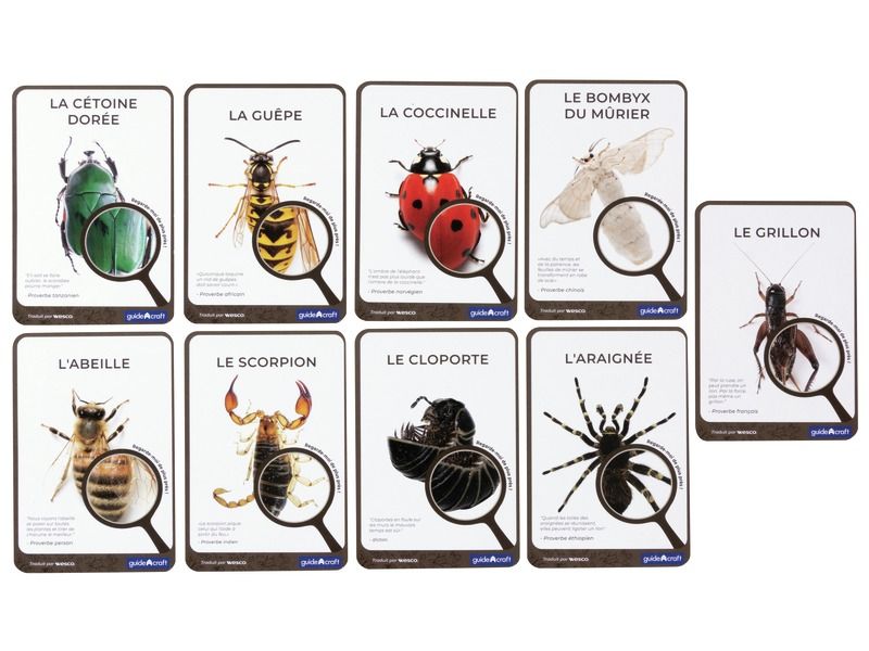 FICHES PÉDAGOGIQUES Insectes