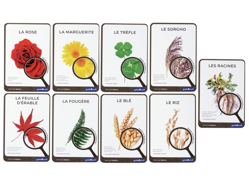 FICHES PÉDAGOGIQUES Plantes