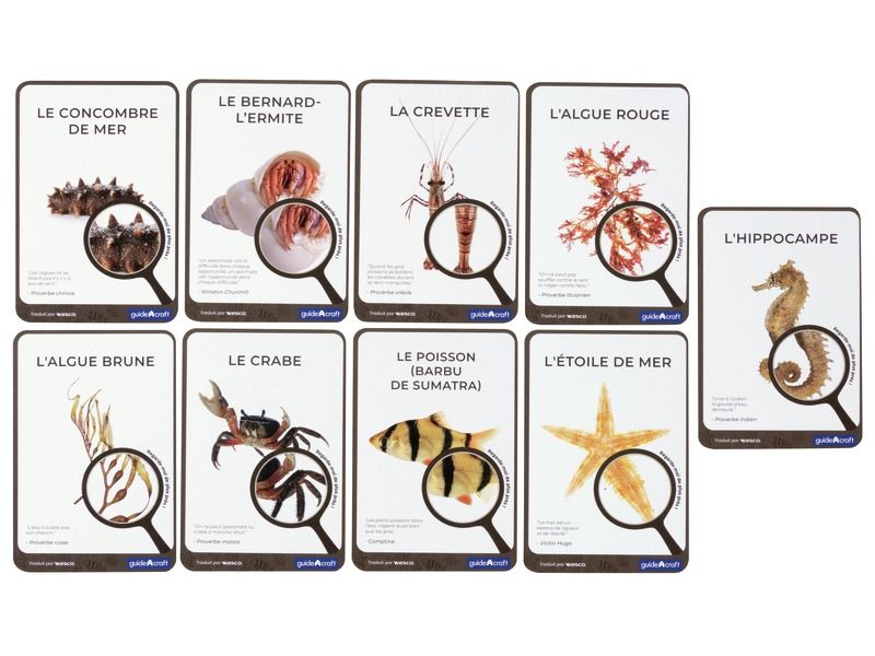 FICHES PÉDAGOGIQUES Océan